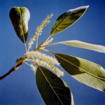 Terminalia mollis