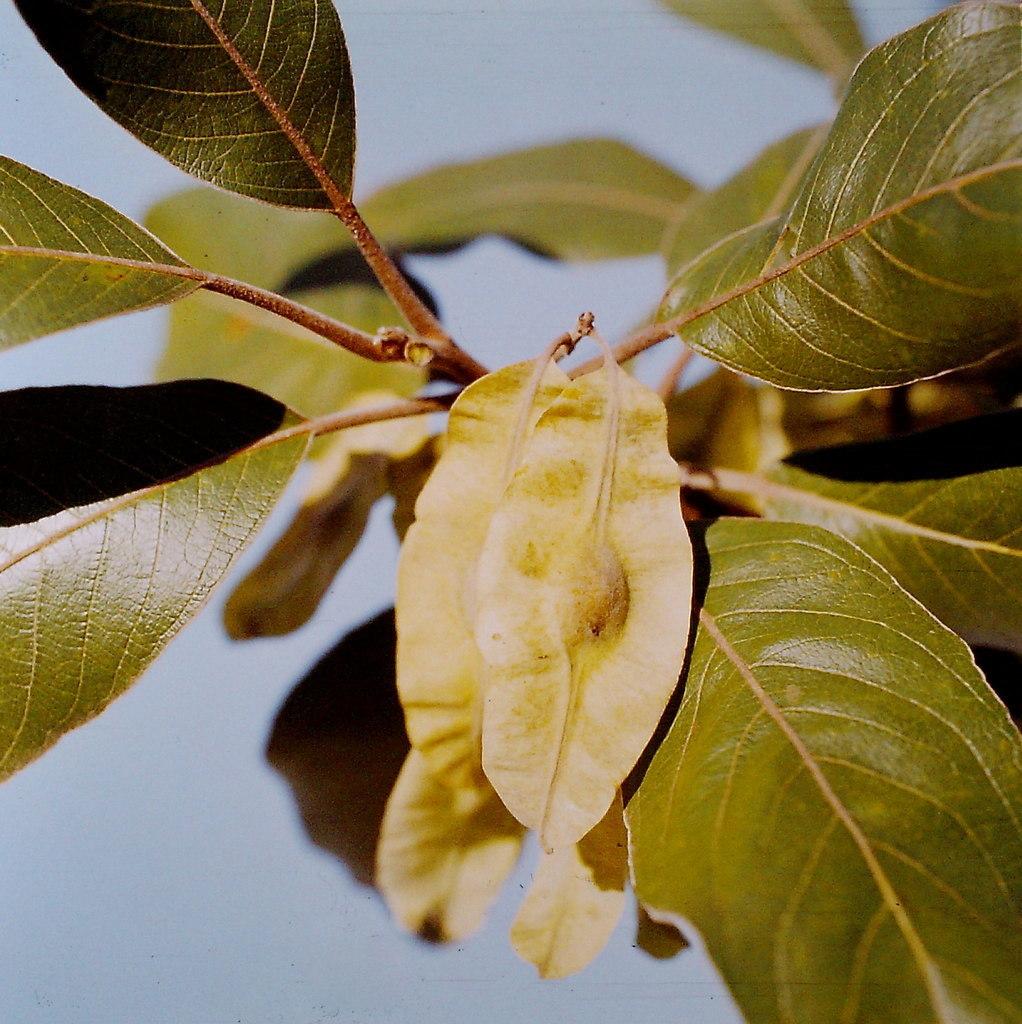 Terminalia mollis