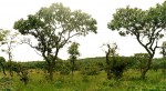 Terminalia mollis