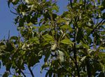 Terminalia stenostachya