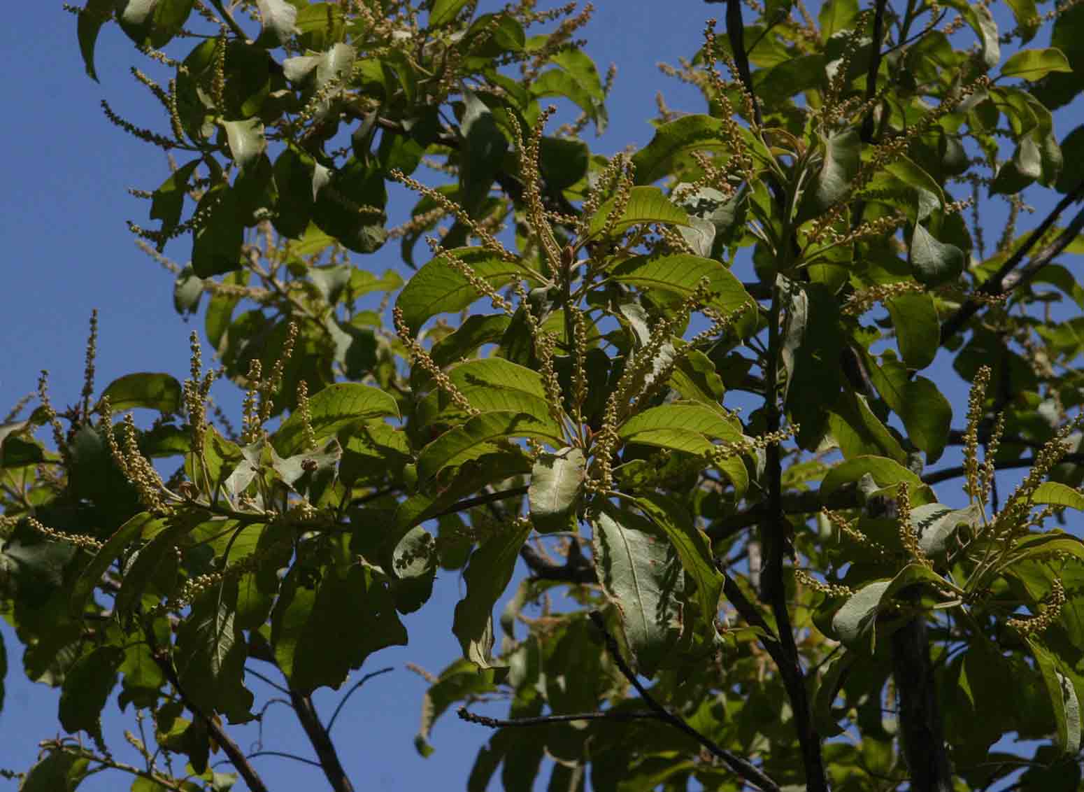 Terminalia stenostachya