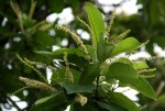 Terminalia stenostachya