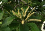 Terminalia stenostachya