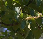 Terminalia stenostachya