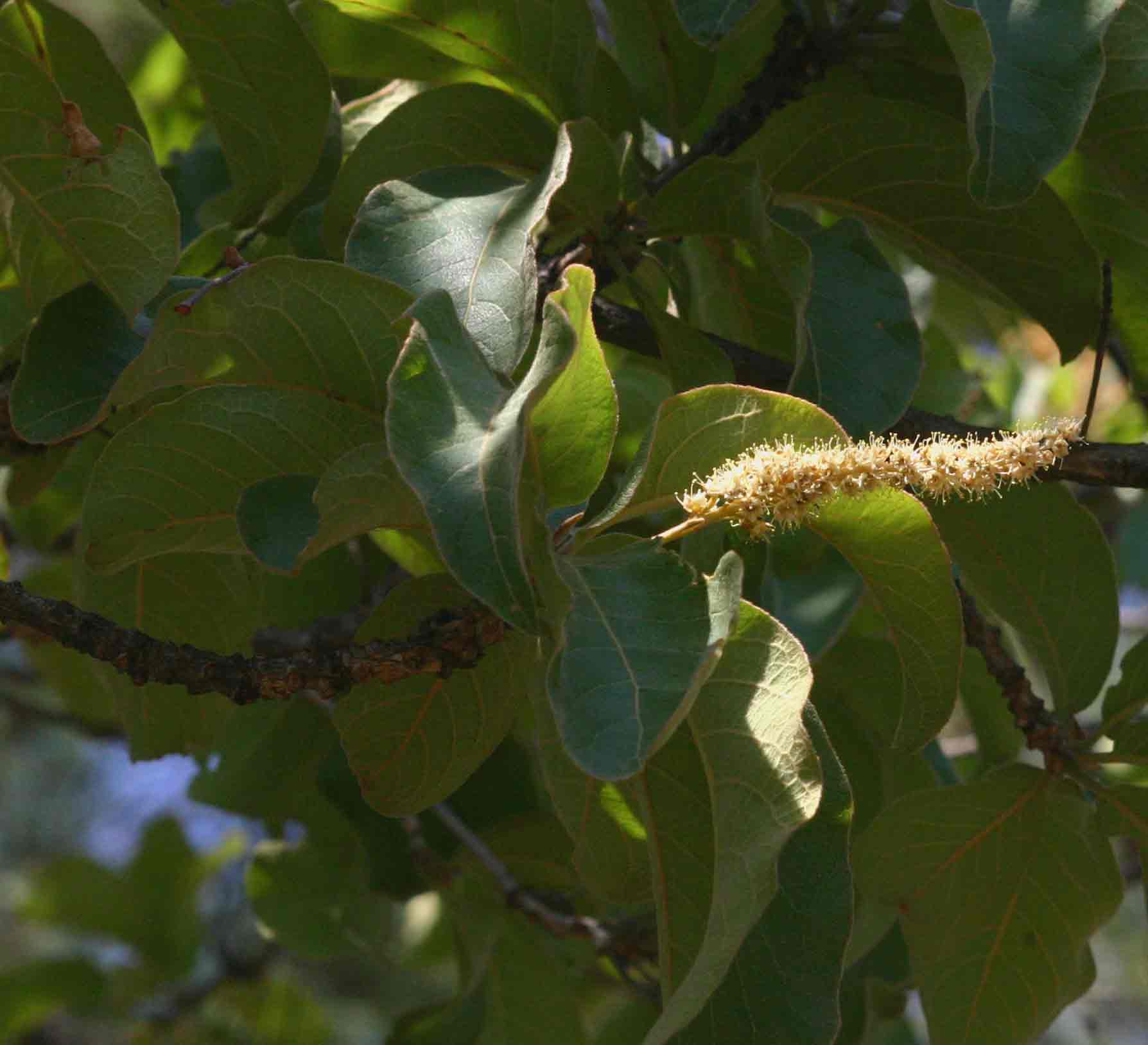 Terminalia stenostachya