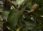 Terminalia stenostachya