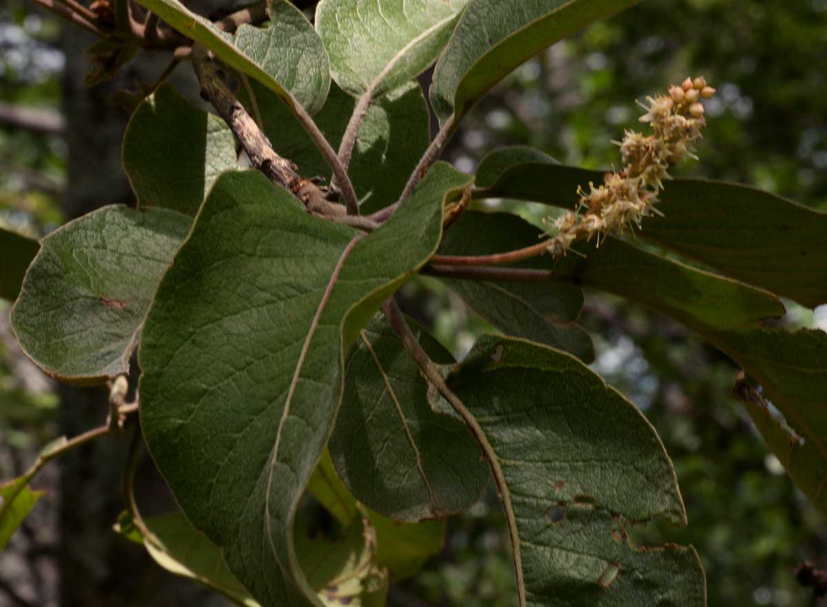 Terminalia stenostachya