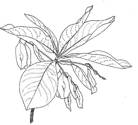 Terminalia stenostachya
