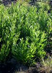 Eugenia malangensis