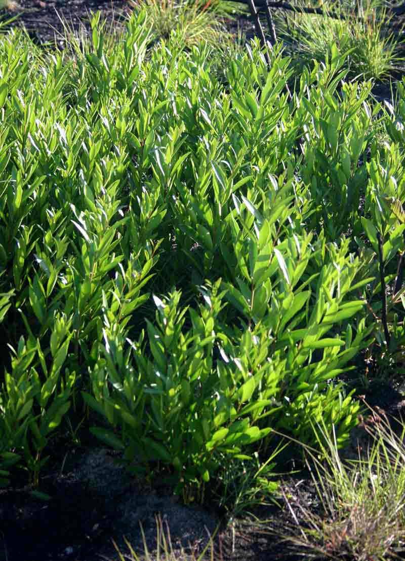 Eugenia malangensis