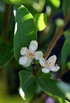 Eugenia malangensis