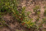 Eugenia malangensis