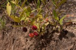 Eugenia malangensis