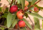 Eugenia malangensis
