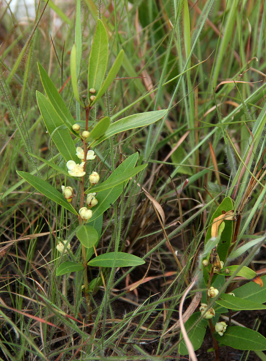 Eugenia malangensis