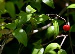 Eugenia uniflora