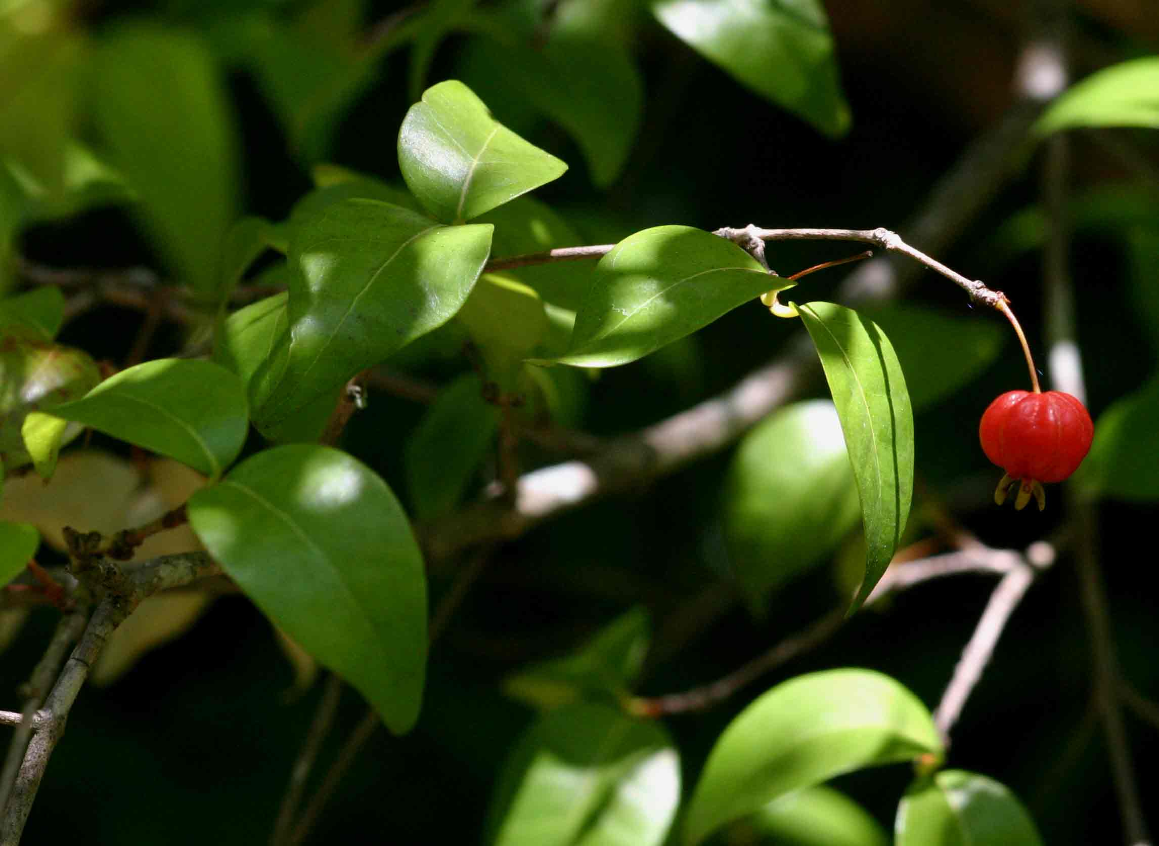 Eugenia uniflora