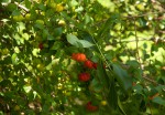 Eugenia uniflora
