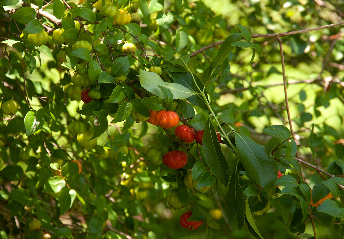 Eugenia uniflora