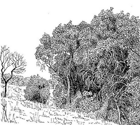 Syzygium cordatum