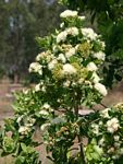 Syzygium cordatum