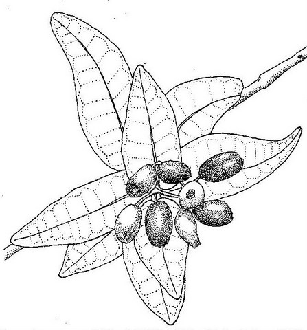 Syzygium cordatum