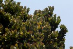 Syzygium cordatum