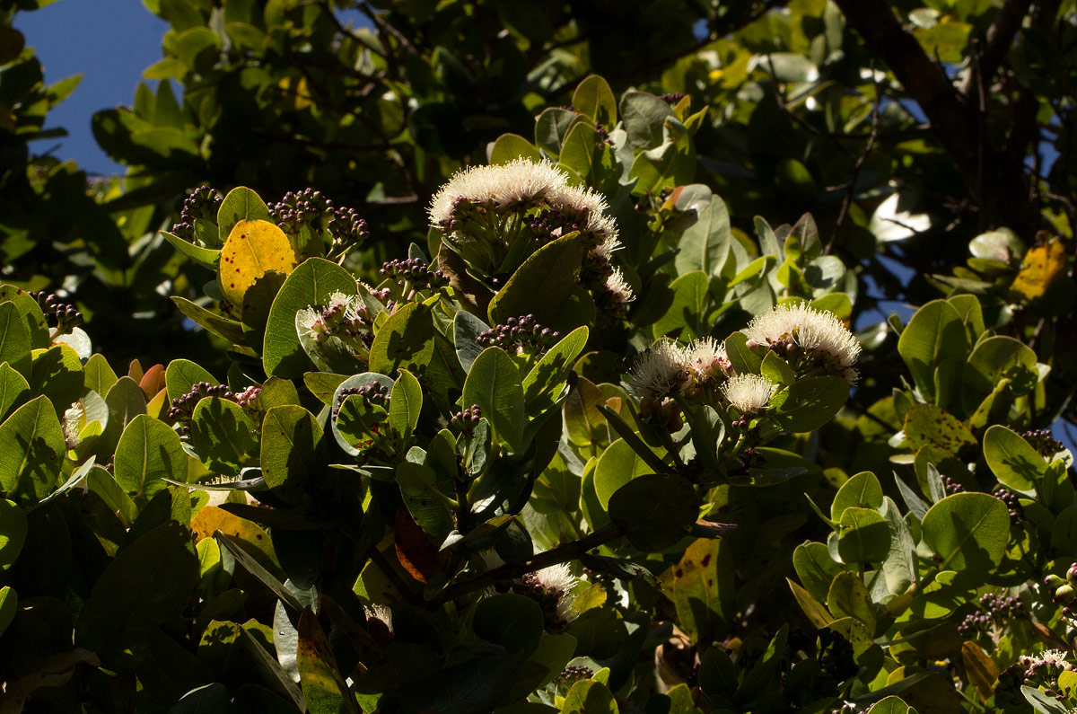 Syzygium cordatum