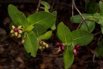 Syzygium cordatum