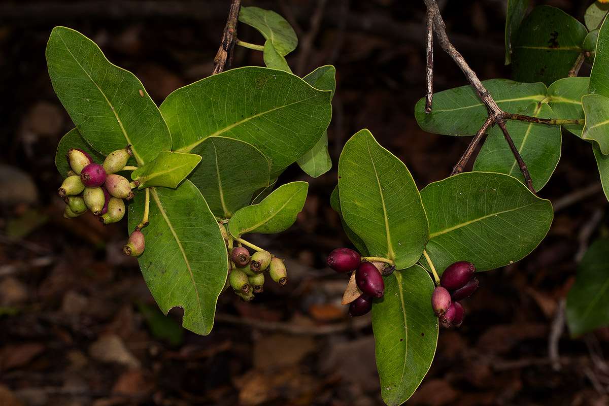 Syzygium cordatum