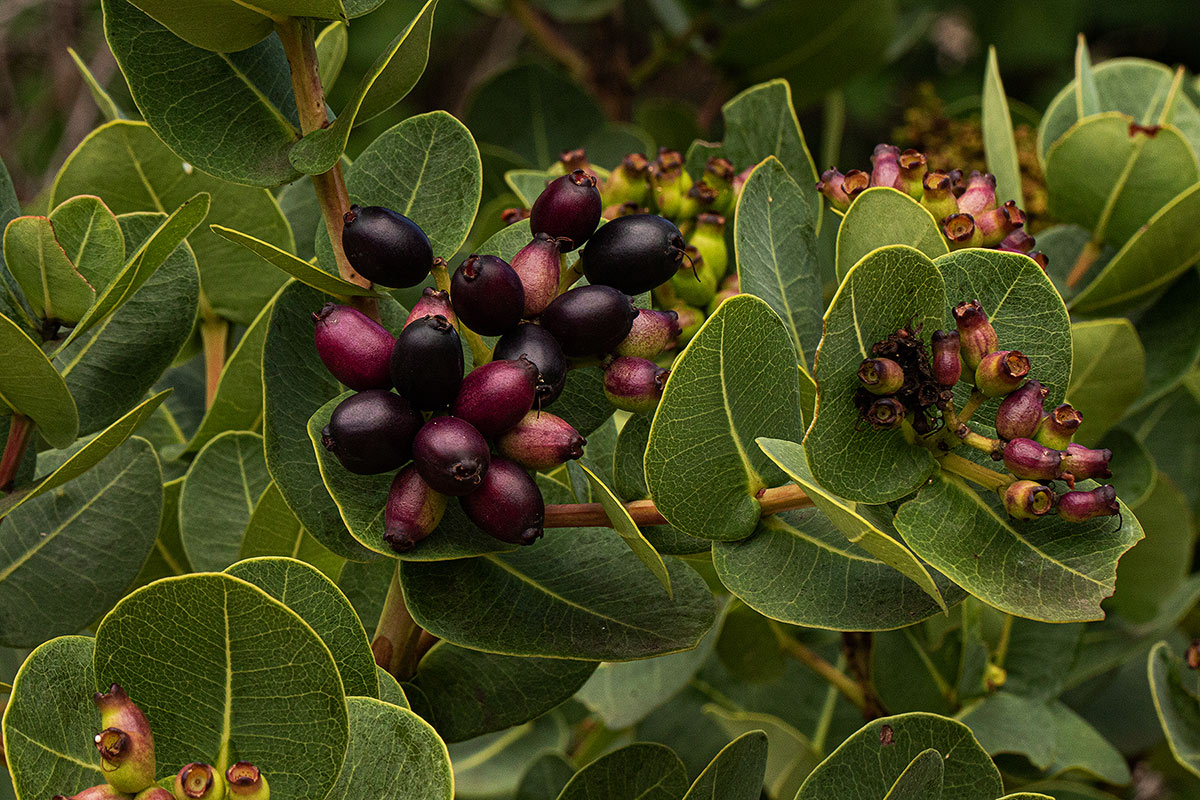 Syzygium cordatum