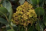 Syzygium cordatum