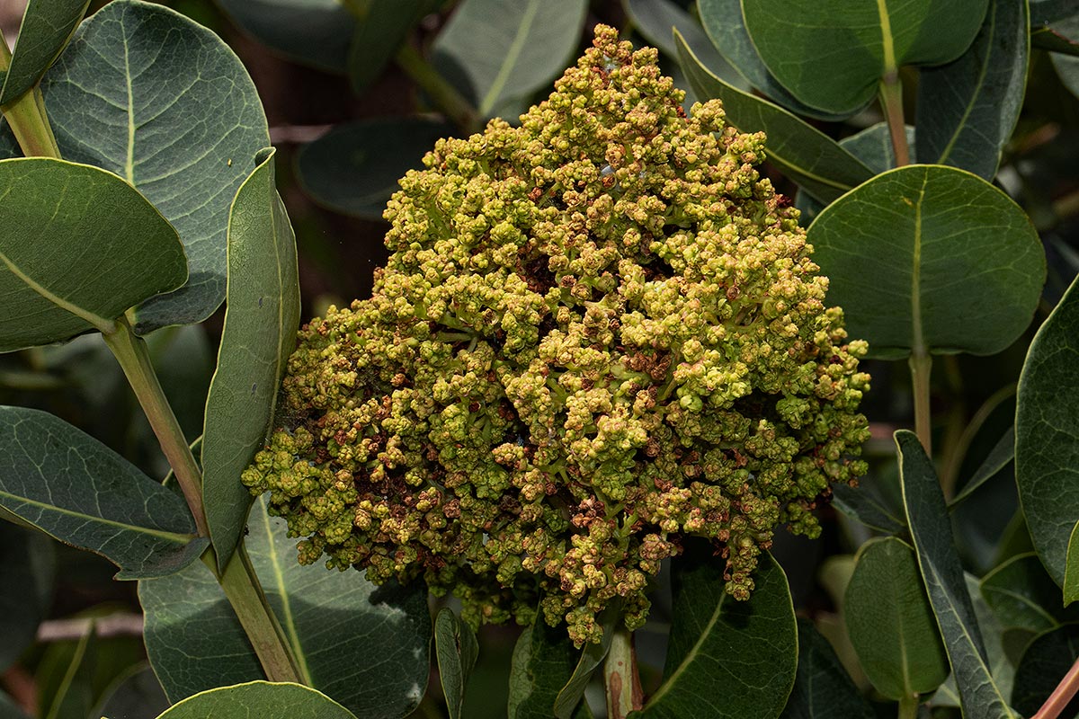 Syzygium cordatum