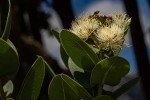 Syzygium cordatum
