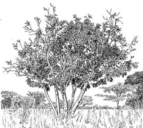 Syzygium guineense subsp. macrocarpum
