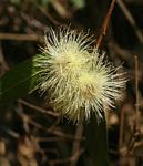 Syzygium jambos
