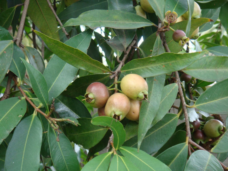 Syzygium jambos