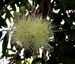Syzygium jambos