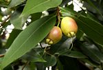 Syzygium jambos