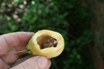 Syzygium jambos