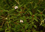 Antherotoma naudinii