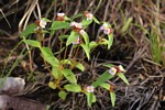 Antherotoma naudinii