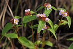 Antherotoma naudinii