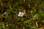 Antherotoma naudinii