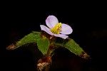 Antherotoma naudinii
