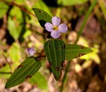 Antherotoma naudinii