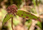 Antherotoma naudinii