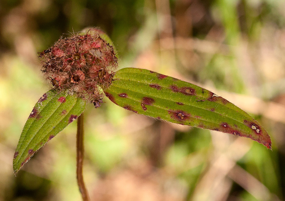 Antherotoma naudinii