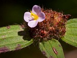 Antherotoma naudinii