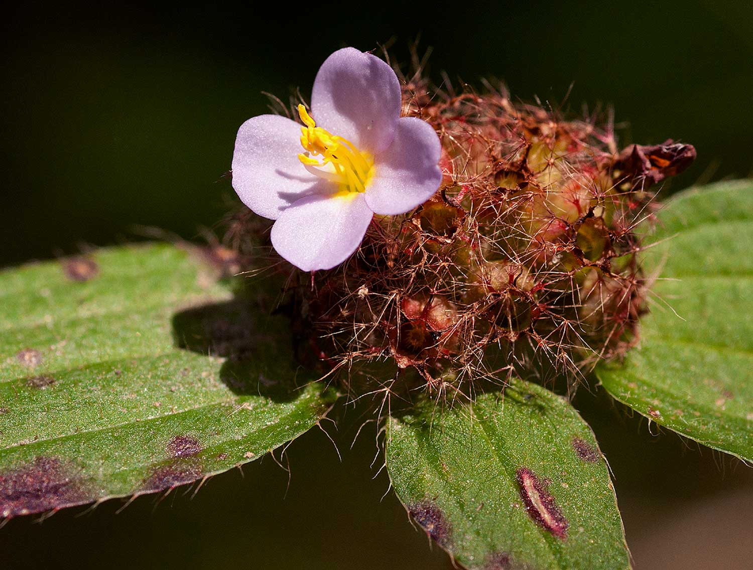 Antherotoma naudinii